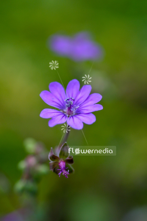 Geranium pyrenaicum 'Bill Wallis' - Pyrenees cranesbill (103513)