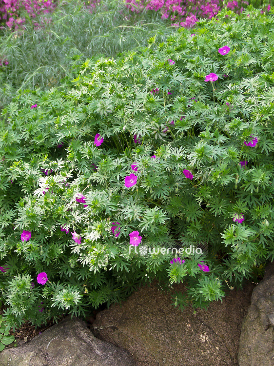 Geranium sanguineum - Bloody cranesbill (101001)
