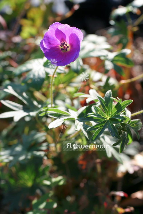 Geranium sanguineum - Bloody cranesbill (103514)