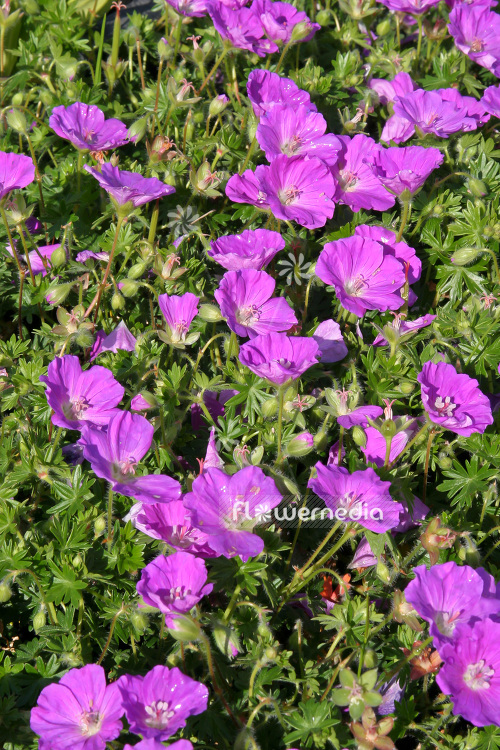 Geranium sanguineum 'Nanum' - Bloody cranesbill (103517)