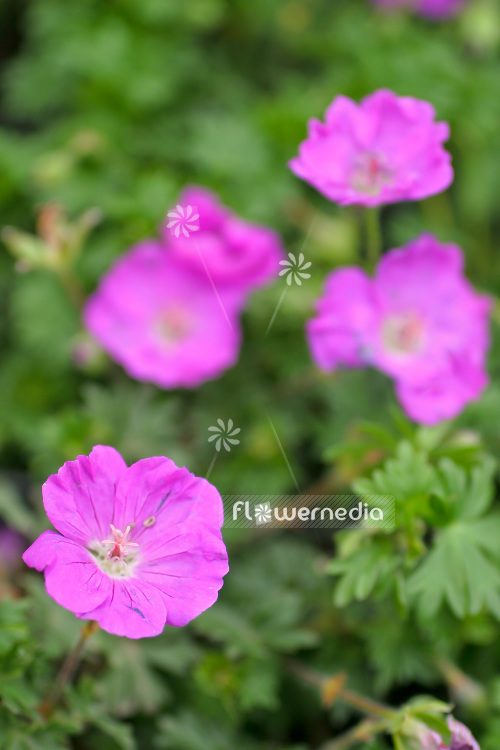 Geranium sanguineum 'Nanum' - Bloody cranesbill (103518)