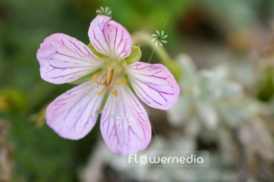 Geranium shikokianum yoshianum - Cranesbill (103519)