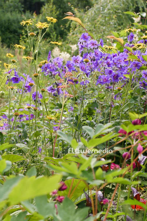 Geranium x magnificum - Showy geranium (102085)