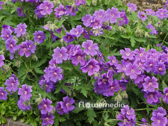 Geranium x magnificum - Showy geranium (102086)