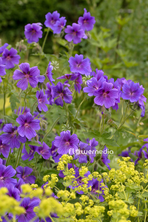 Geranium x magnificum - Showy geranium (103522)