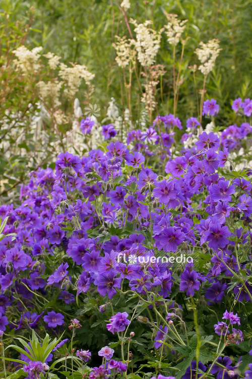 Geranium x magnificum - Showy geranium (103523)