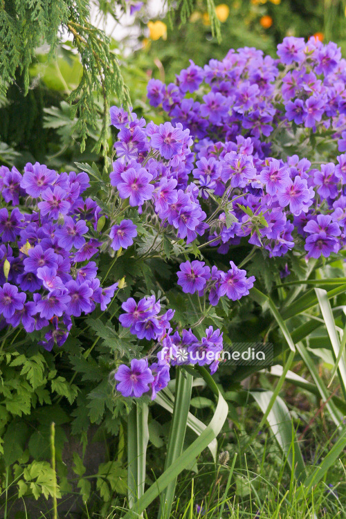 Geranium x magnificum - Showy geranium (103525)