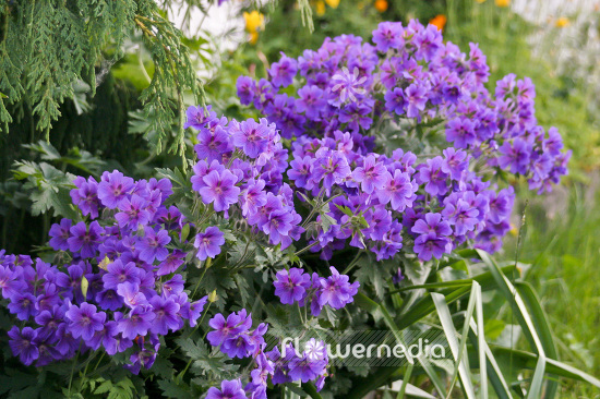Geranium x magnificum - Showy geranium (103528)