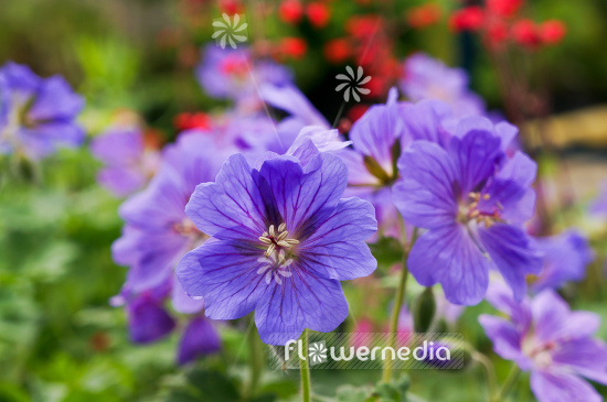 Geranium x magnificum - Showy geranium (105436)