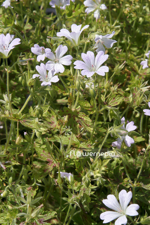 Geranium x oxonianum 'Katherine Adele' - Cranesbill (103532)