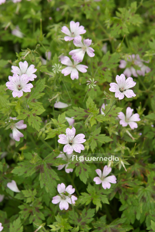 Geranium x oxonianum 'Katherine Adele' - Cranesbill (103533)