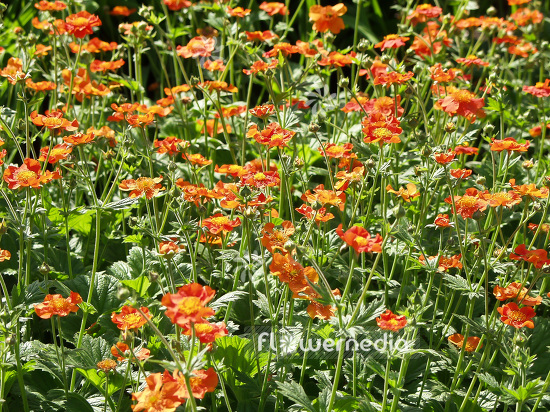 Geum coccineum - Scarlet-flowered avens (101004)