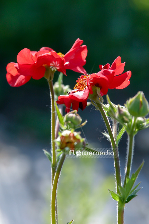 Geum 'Feuerball' - Avens (103537)