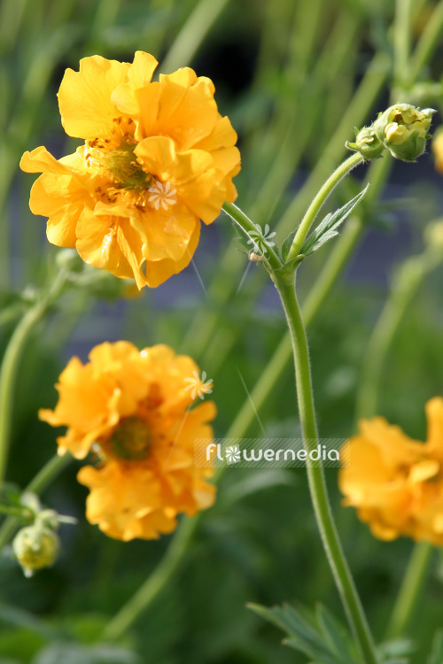 Geum 'Goldball' - Avens (103538)