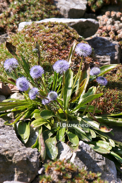 Globularia nudicaulis - Naked-stalked globe daisy (110799)