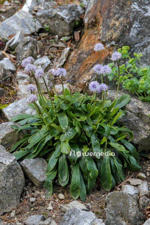 Globularia nudicaulis - Naked-stalked globe daisy (110800)