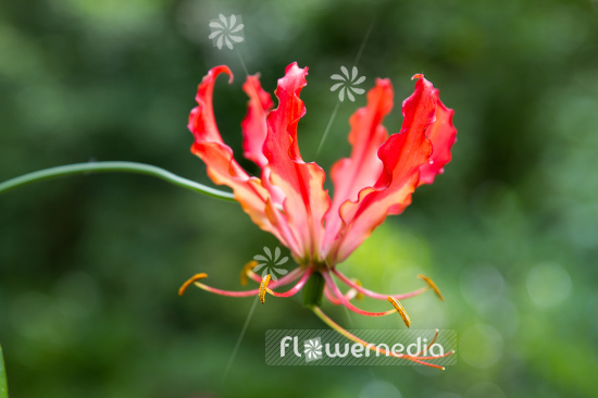 Gloriosa superba - Glory lily (110554)
