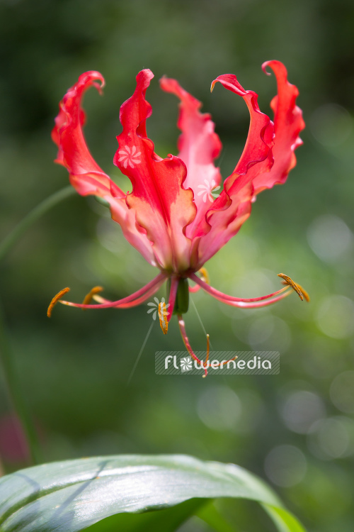 Gloriosa superba - Glory lily (110555)