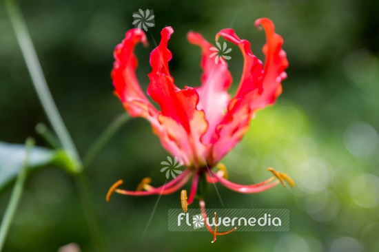Gloriosa superba - Glory lily (110556)