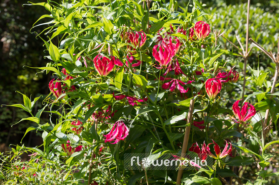 Gloriosa superba 'Rothschildiana' - Glory lily (110209)