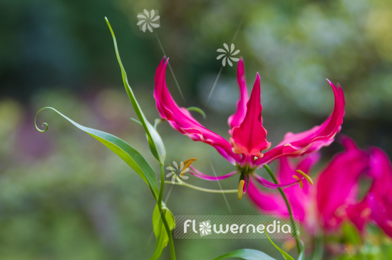 Gloriosa superba 'Rothschildiana' - Glory lily (110558)