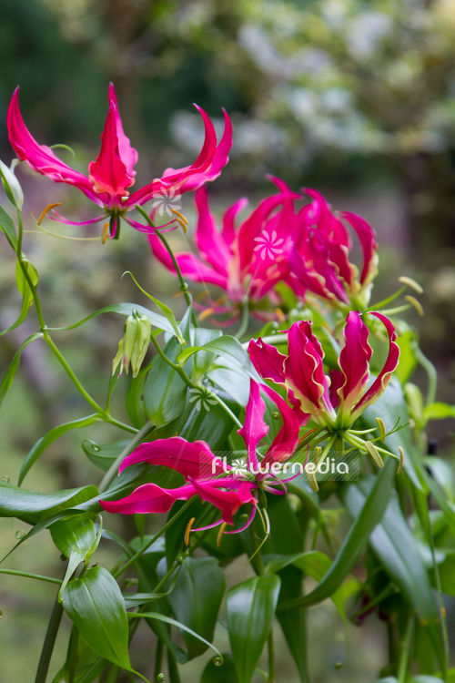 Gloriosa superba 'Rothschildiana' - Glory lily (110559)