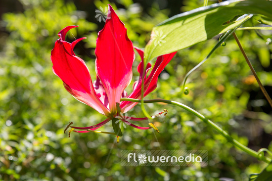 Gloriosa superba 'Rothschildiana' - Glory lily (110561)