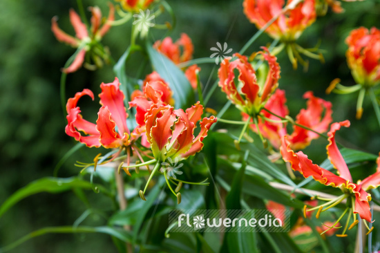Gloriosa superba 'Rothschildiana Orange' - Glory lily (110211)