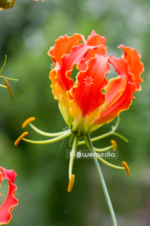 Gloriosa superba 'Rothschildiana Orange' - Glory lily (110213)