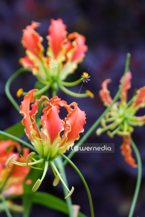 Gloriosa superba 'Rothschildiana Orange' - Glory lily (110214)