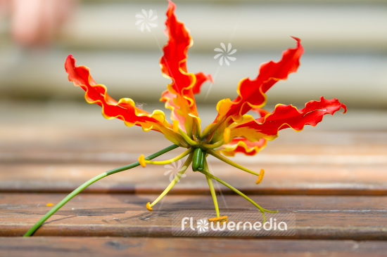 Gloriosa superba 'Rothschildiana Orange' - Glory lily (110215)