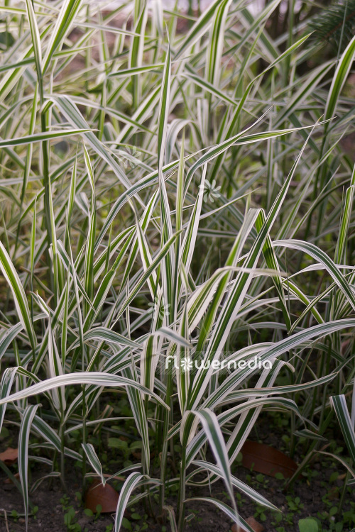 Glyceria maxima 'Variegata' (103550)