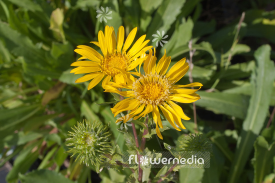 Grindelia integrifolia - Puget sound gumweed (101013)