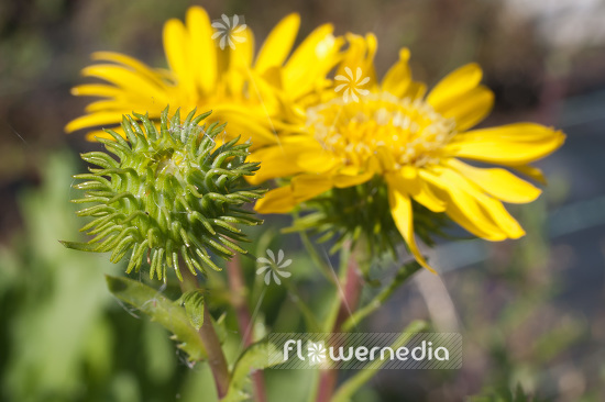 Grindelia integrifolia - Puget sound gumweed (103555)