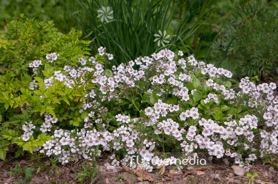 Gypsophila cerastioides - Chickweed baby's-breath (110219)