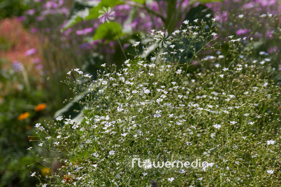 Gypsophila elegans - Showy baby's-breath (110223)