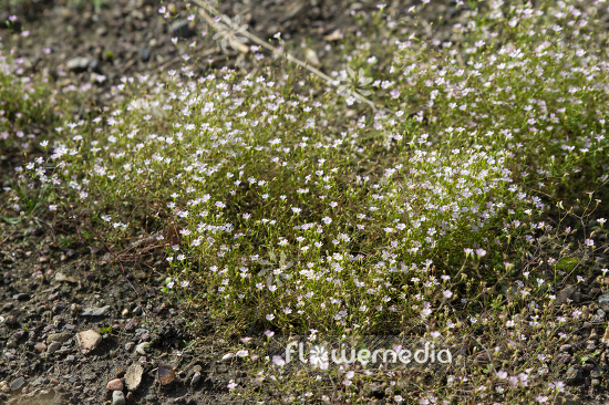 Gypsophila muralis - Annual gypsophila (110226)