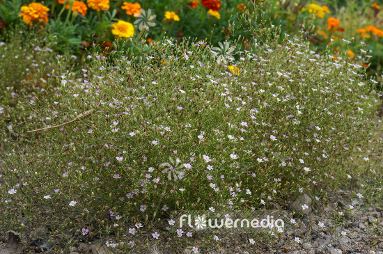 Gypsophila muralis - Annual gypsophila (110227)