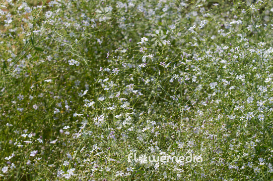 Gypsophila muralis - Annual gypsophila (110228)