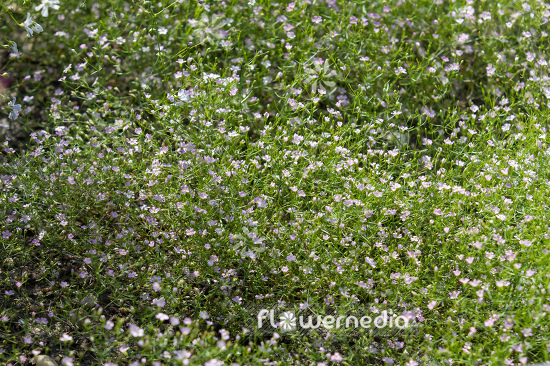 Gypsophila muralis - Annual gypsophila (110229)