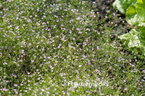 Gypsophila muralis - Annual gypsophila (110230)