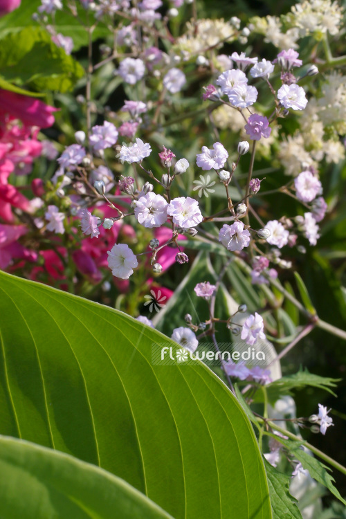 Gypsophila paniculata - Common gypsophila (103559)