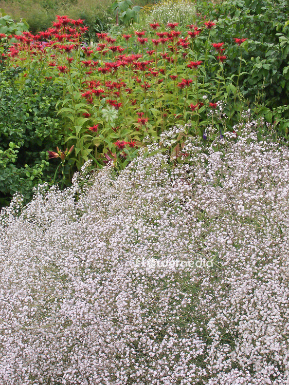 Gypsophila paniculata - Common gypsophila (109680)