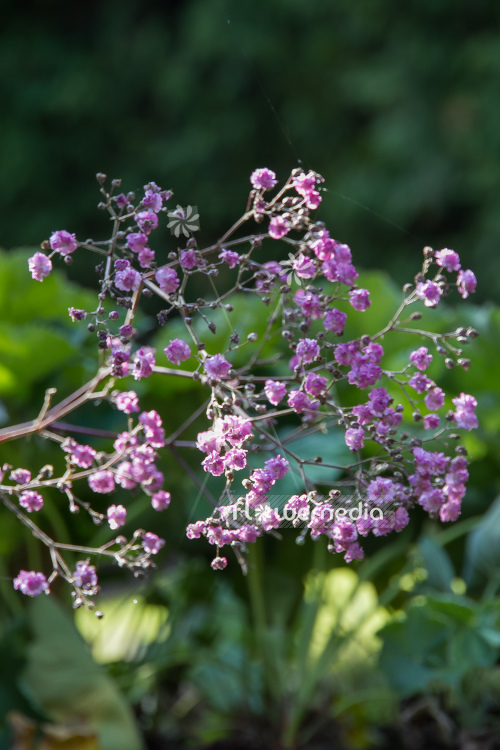 Gypsophila paniculata 'Flamingo' - Common gypsophila (110238)