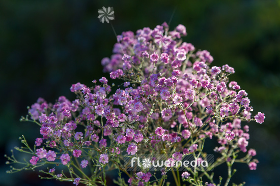 Gypsophila paniculata 'Flamingo' - Common gypsophila (110241)