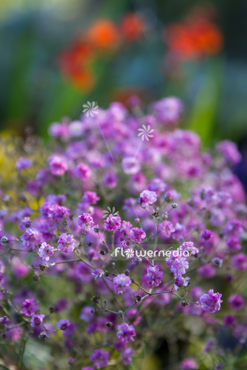 Gypsophila paniculata 'Flamingo' - Common gypsophila (110569)