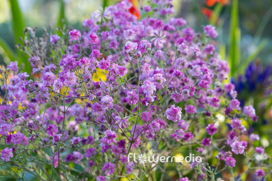 Gypsophila paniculata 'Flamingo' - Common gypsophila (110570)