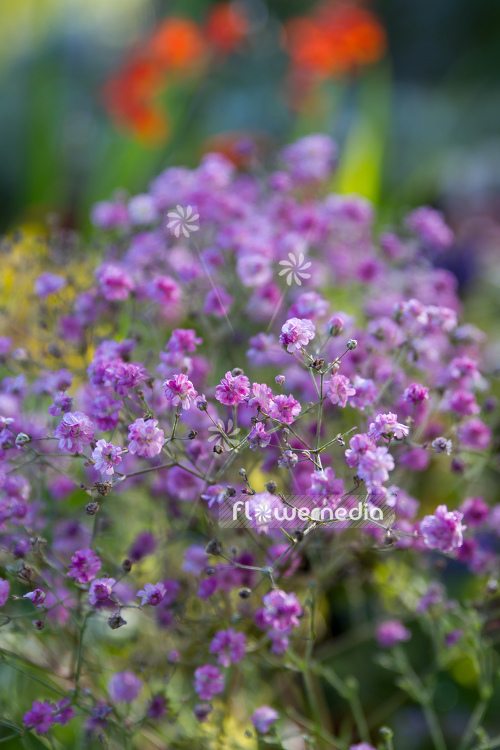 Gypsophila paniculata 'Flamingo' - Common gypsophila (110571)