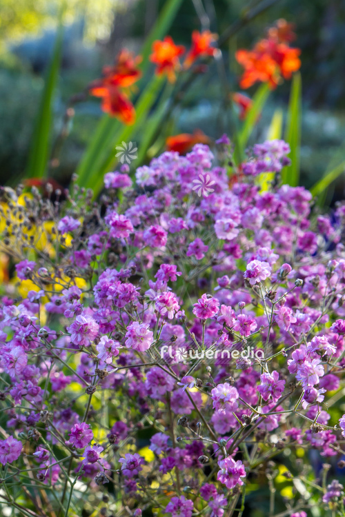 Gypsophila paniculata 'Flamingo' - Common gypsophila (110572)