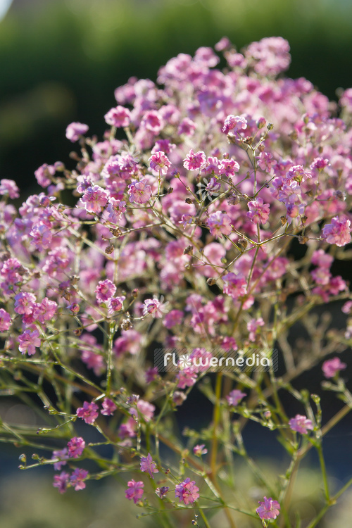 Gypsophila paniculata 'Flamingo' - Common gypsophila (110574)